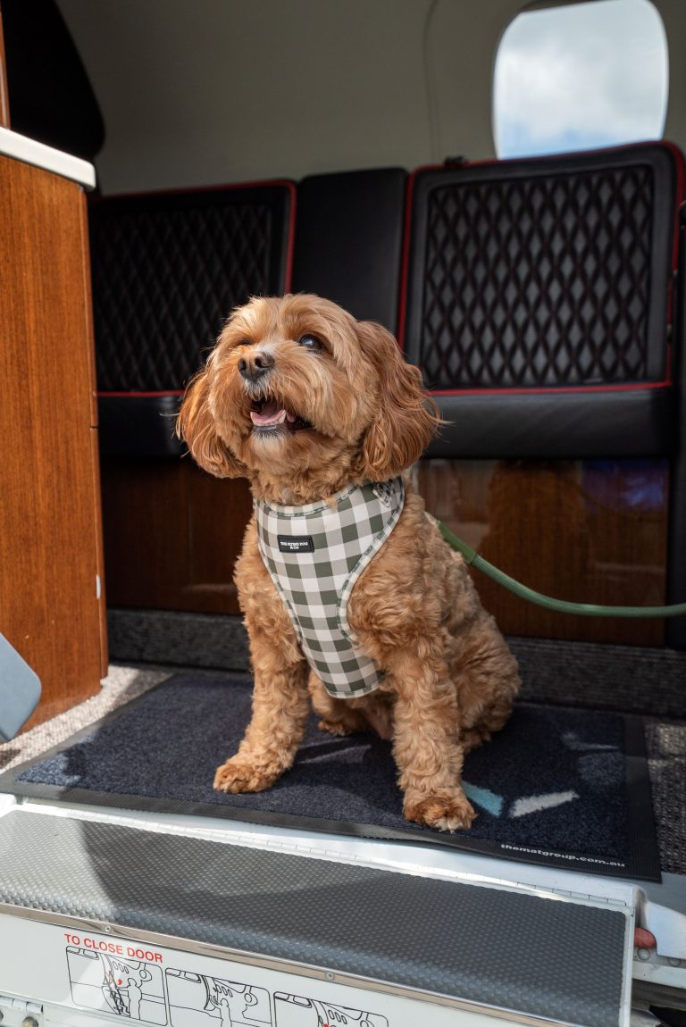 Private Jet Hire for Pet Owners: Bringing Your Furry Friends Along